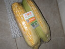 東昇金银甜玉米500g水果玉米 火锅食材1号玉米早餐粗粮蔬菜新鲜配送 500g 实拍图