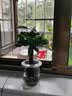 锦枫水培花卉盆栽 办公室水培绿植花卉盆栽玻璃花盆 发财树 含盆栽好 实拍图
