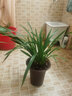 劉閣蘭花春兰花苗新品 红韵妃 花大浓香冬带花苞出售室内花卉绿植物盆栽 富贵将军5苗 勤花好养 实拍图