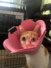 唐宠 伊丽莎白圈猫幼猫项圈猫咪吐司耻辱圈猫脖圈绝育手术防舔可调节 太阳花黄色L码(建议10-15斤) 伊丽莎白圈 实拍图