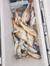一帆精工66L加大海钓箱保温箱冷藏箱海钓鱼箱大容量带轮钓鱼箱 66L 海钓保温箱 实拍图