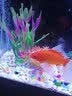异景园鱼缸水族箱装饰仿真水草水族造景套餐假水草装饰塑料高款大水草绿 CL14新-大海带【酒红】 实拍图