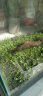 正楷水草种子鱼缸水草生态缸水草水培植物种子大对叶种子造景水草鱼缸 小牛毛种子 实拍图