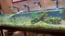 德克（D&A）工业风专业级溪流缸生态鱼缸客厅落地靠墙造景超白玻璃底滤水族箱 爵士黑（基础款） 198*60*125cm 晒单实拍图