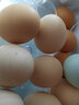 我老家新鲜大鹅蛋 农家自养土鹅蛋 现捡现发 鹅蛋12枚(140-160g) 实拍图