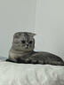 囧宝钠基矿物猫砂原矿破碎除味除臭结团快大颗粒无粉尘吸水快猫咪用品 【钠基矿砂】宝格白茶20斤 实拍图