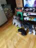 宜特（EETOYS）抱球猪猪狗狗发声玩具运动系列趣味互动搞怪陪伴解闷宠物用品 实拍图