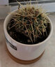 绿荫巷子仙人掌球多肉植物盆栽室内类电脑桌面绿植小盆栽组合好养肉肉盆景 【金琥】白瓷含托盆 含盆 实拍图