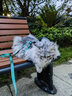 HiDREAM啵啵猫咪胸背牵引绳套装猫绳猫项圈遛猫绳小型犬肥猫小狗狗绳狗链 亚丁绿-皮革拼接 均码-建议8kg以内 胸背+牵引绳套装 实拍图