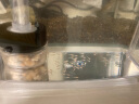 HANYANG汉洋 三合一隔离盒 13*18*9cm 孔雀鱼繁殖盒 可以缸外独立使用 亚克力孵化盒 实拍图