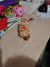 亦趣仿真猫玩偶会叫小猫咪毛绒玩具摆件可爱猫咪公仔儿童生日新年礼物 橘花会叫猫咪+领结 实拍图