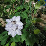 田田绿阳台种菜架子爬藤架花支架楼顶花爬架植物花架番茄豆角架黄瓜架 5根直径11MM 长180CM 实拍图