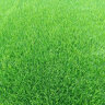 通沭真草坪带土绿化地毯草坪卷庭院花园草皮 果岭草草坪1平方 晒单实拍图