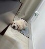 福贝纯享拉布拉多犬幼崽导盲犬纯种宠物狗狗活体【咨询客服1V1视频选宠】 宠物级 黄色 公 实拍图