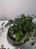 孙凯L常春藤盆栽常青藤客厅阳台藤蔓植物办公室净化空气绿植水培植物 自动吸水常春藤中号*2盆 含盆 实拍图