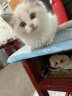 诗桐布偶猫仙女猫幼崽活体宠物级繁育级赛级小猫咪幼猫【猫咪送到家】 布偶编号：82559 晒单实拍图