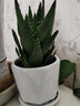 绿荫巷子多肉植物组合套餐肉肉室内植物办公室电脑桌面盆栽好养活小盆栽 【大芦荟】钻形陶盆10cm 实拍图