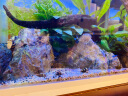 卡奇鱼 淡水除藻观赏螺 蜗牛活体 吃褐藻 黑毛清缸吃垃圾清洁鱼缸工具螺 杀手螺5只（0.5-1.5cm） 实拍图