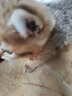 柒哦猫项圈猫咪蚊虫怕怕圈狗狗脖圈猫圈宠物项圈宠物用品 蓝色铃铛项圈【适合15斤内】 实拍图