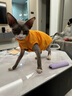 猫容猫咪衣服德文猫衣服宠物保暖秋冬季布偶猫背心绒衣狗狗小猫幼猫衣 活力橙 L(6-8斤) 实拍图