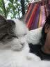 狼孩儿幼猫成猫猫粮深海鱼三文鱼全猫期布偶蓝猫英短猫咪全价粮 海洋鱼猫粮20kg(40斤) 实拍图