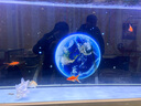 森森（SUNSUN）大型鱼缸底过滤水族箱客厅家用落地玻璃生态金鱼缸 【实时温显+灯控】宝马灰 1.5米长35cm宽 实拍图