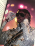 英文原版书籍 Moonwalk 月球漫步 迈克尔杰克逊传记 Michael Jackson 实拍图
