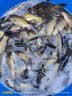 川泽伊豆绑好子线双钩成品鱼钩套装金海夕仕挂鲫鲤鱼翘嘴小鱼钩鳊鱼钩 伊豆60CM【钩9线3.0+钩10线3.0】 各10付【共20付盒装】 实拍图