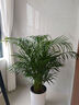 植男植女客厅绿色植物散尾葵大型绿植凤尾竹室内盆栽轻奢夏威夷竹源头直发 实拍图