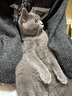 Lanswood 猫咪衣服防掉毛猫衣服冬保暖布偶猫无毛猫衣服搞笑狗狗宠物衣服 主图款【复合卫衣】灰 XL (10-13斤背长40cm胸围51-56cm 实拍图