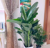 植季天堂鸟盆栽客厅绿植办公室内大型植物新房家用吸甲醛花卉净化空气 5-6株-1.2-1.3米-原生胶盆 含盆 实拍图