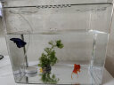 茨格曼 金鱼缸小型桌面缸PET塑料鱼缸裸缸家用斗鱼生态缸办公室小鱼缸 特大号-裸缸带盖（40*26.5*29.5） 晒单实拍图