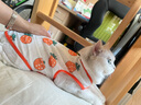 智宙猫咪衣服夏季猫衣服防掉毛薄款幼宠物背心小型犬柯基博美泰迪衣服 【两件装】胡萝卜+牛油果 L 建议7-9斤 背长32cm 实拍图
