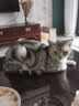畅享猫粮幼猫成猫天然英短蓝猫加菲全价全猫龄通用 畅享幼猫奶糕粮1.2KG 实拍图