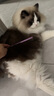 迪莱特船记（DELIGHT）宠物排梳猫狗梳子布偶猫开结梳泰迪比熊狗狗梳毛神器拉毛梳 DL103-3【铝柄梳19cm-樱花紫】 实拍图