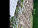 花翁 冰糖水果萝卜种子25克/袋约2千粒 生吃脆甜农家蔬菜种四季播种阳台盆栽绿萝卜种籽 实拍图