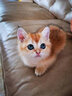 松宠金渐层猫咪英短蓝猫沐浴露成幼美毛香波洗澡用品 金渐层猫咪浴液 实拍图