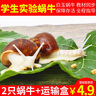 宠以沫宠物白玉蜗牛活体巨型大蜗牛宠物观赏学生科学实验教学小蜗牛套装 小饲养箱标准套装 2只蜗牛 实拍图