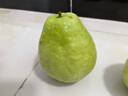 京喜加【送酸梅粉】福建白心芭乐 番石榴 可做拌水果 京东快递 2颗大果 带箱 实拍图