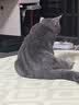 醇粹（Purich）FD猫粮全价冻干猫粮幼猫成猫纯粹猫粮英短美短布偶折耳鸡肉猫粮 鳕鱼冻干猫粮1.2kg 实拍图