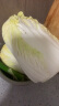 京百味大白菜1.8kg+ 实拍图