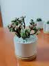 绿荫巷子仙人掌球多肉植物盆栽室内类电脑桌面绿植小盆栽组合好养肉肉盆景 【雅乐之舞】白瓷含托盆 含盆 实拍图