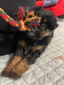 阿莫尔狗狗玩具耐咬磨牙幼犬球宠物发声惨叫鸡狗发声玩具训练逗狗互动 人气六件套 中型犬适用 实拍图