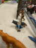 多美（TAKARA TOMY）多美卡安利亚仿真动物模型关节可动陆地动物男女孩儿童玩具 【AS-26】狼  876182 晒单实拍图