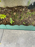 柯瑞柯林（CreClean）花园院子挡土围栏 菜园花圃围边 篱笆栅栏 塑料装饰挡土板 总长3m 实拍图