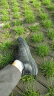 百丽百丽男鞋商场同款牛皮革商务鞋男士休闲皮鞋7GM01CM1 黑色2 43 晒单实拍图
