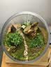 宜品达苔藓微景观青苔植物鲜活白发藓创意小盆栽雨林缸diy盆景假山装饰 新鲜（双层）一盒 实拍图