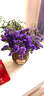 爱满（AIMAN）云南鲜花干花花束勿忘我情人草组合满天星客厅真花插花家居摆设 紫色勿+草【含圆花篮】 实拍图