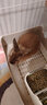 兔子厕所超大号防掀翻兔兔龙猫荷兰猪防喷尿尿便盆用品 抽屉式大四角米白色 实拍图