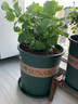 绿植花盆新款加厚加仑盆 植物花盆 欧式阳台花盆盆栽圆形绿萝 7号加仑厚款带托盘 特大 实拍图